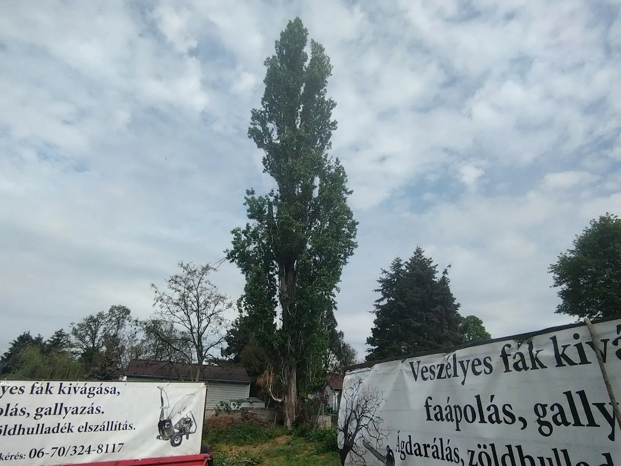 Professzionális fakivágás