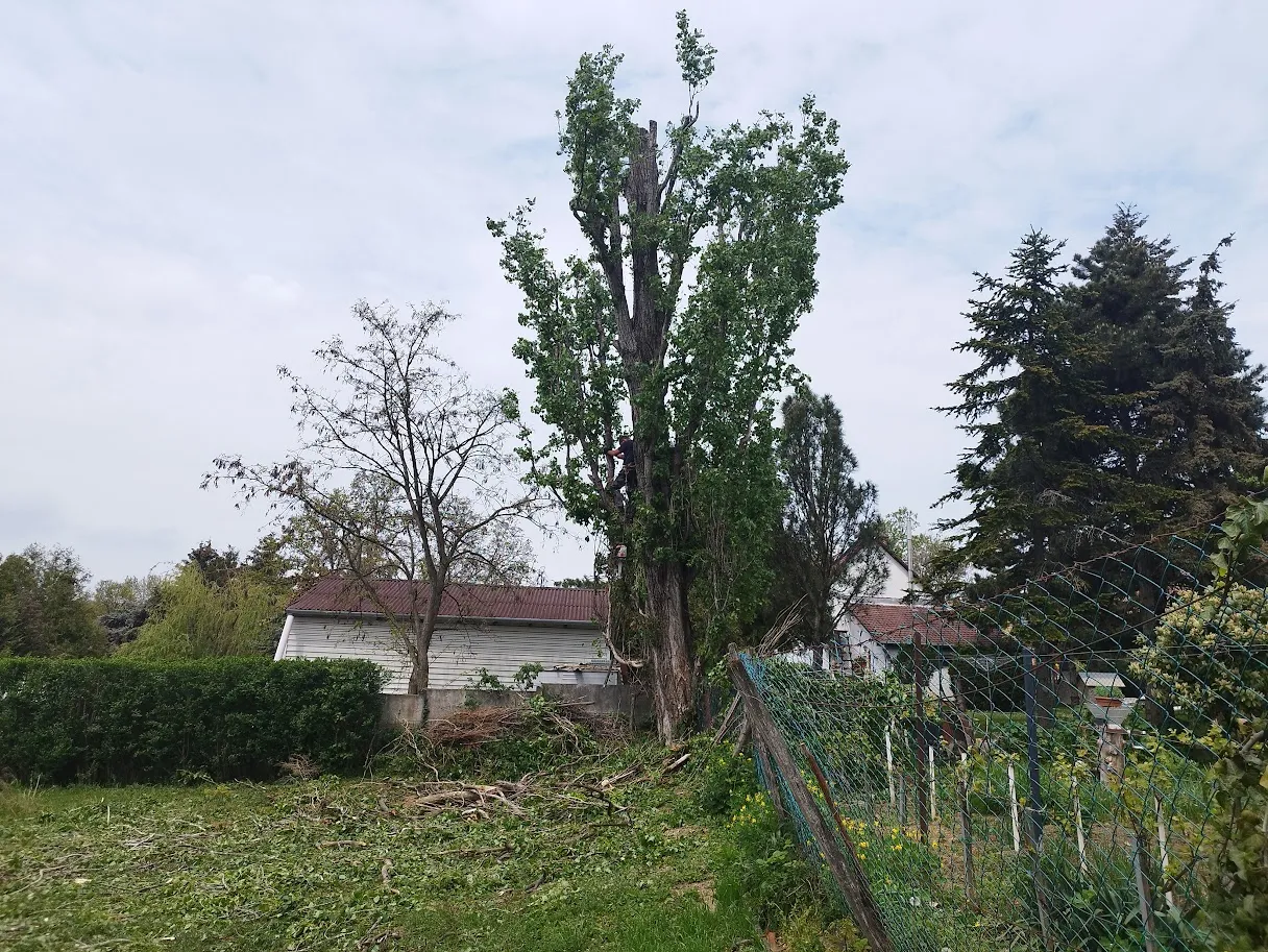 Veszélyes fa károsodás